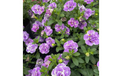 Калибрахоа Mini Famous Neo Double Loopy Lavender