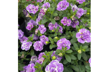 Калибрахоа Mini Famous Neo Double Loopy Lavender