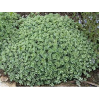 Очиток (Седум) Эверса (Sedum ewersii)