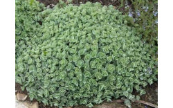 Очиток (Седум) Эверса (Sedum ewersii)
