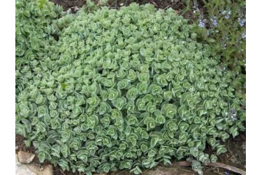 Очиток (Седум) Эверса (Sedum ewersii)