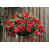 Петуния Surfinia Double Red