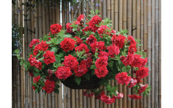 Петуния Surfinia Double Red