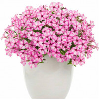 Петуния Mini Vista Pink Star