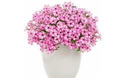 Петуния Mini Vista Pink Star