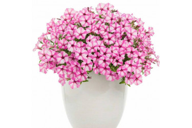 Петуния Mini Vista Pink Star