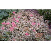 Очиток (Седум) ложный Триколор (Sedum Spurium Tricolor)