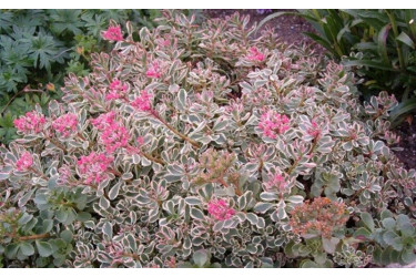 Очиток (Седум) ложный Триколор (Sedum Spurium Tricolor)
