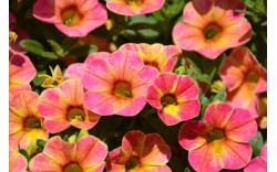 Калибрахоа Chameleon Sunshine Berry