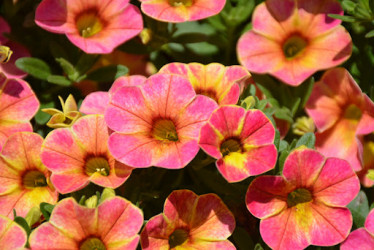 Калибрахоа Chameleon Sunshine Berry