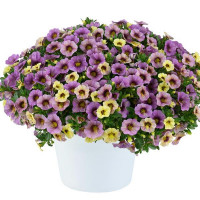 Калибрахоа Ombre Purple