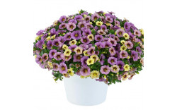 Калибрахоа Ombre Purple