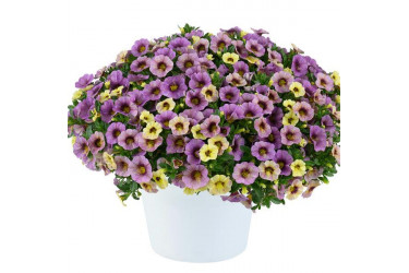 Калибрахоа Ombre Purple