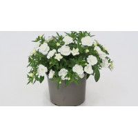 Калибрахоа MINIFAMOUS ORO DOUBLE WHITE