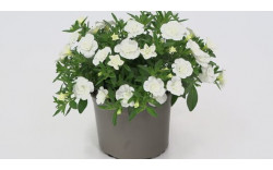 Калибрахоа MINIFAMOUS ORO DOUBLE WHITE