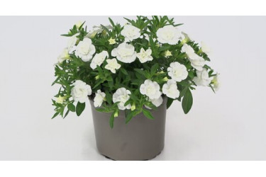 Калибрахоа MINIFAMOUS ORO DOUBLE WHITE