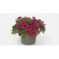 Калибрахоа MINIFAMOUS ORO DOUBLE MAGENTA