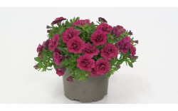 Калибрахоа MINIFAMOUS ORO DOUBLE MAGENTA