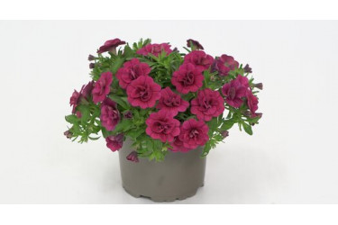 Калибрахоа MINIFAMOUS ORO DOUBLE MAGENTA