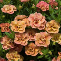 Калибрахоа Calita Double Apricot