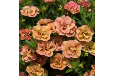 Калибрахоа Calita Double Apricot