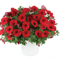Петуния Capella Ruby Red