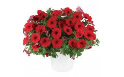 Петуния Capella Ruby Red
