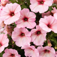 Петуния Potunia Bubblegum