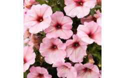 Петуния Potunia Bubblegum