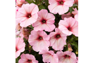 Петуния Potunia Bubblegum