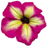 Петуния ALPETUNIA MAGENTA YELLOW STAR
