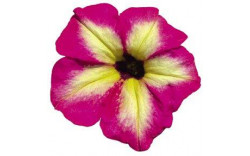Петуния ALPETUNIA MAGENTA YELLOW STAR