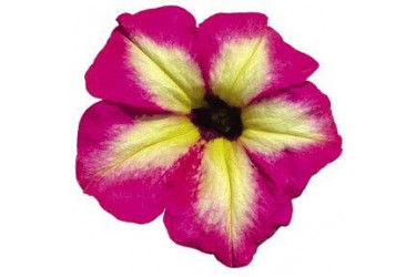 Петуния ALPETUNIA MAGENTA YELLOW STAR