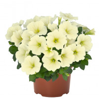 Петуния SWEETUNIA POPCORN