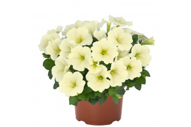 Петуния SWEETUNIA POPCORN