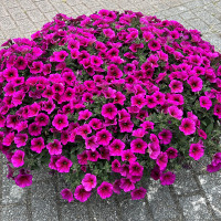 Петхоа Beautical Purple Dawn