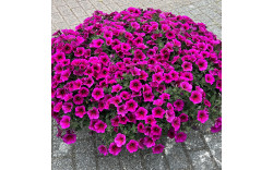 Петхоа Beautical Purple Dawn