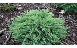 Можжевельник казацкий «Тамарисцифолия» (Juniperus sabina «Tamariscifolia»)