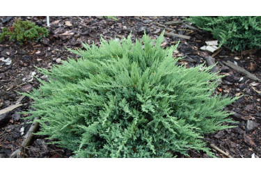 Можжевельник казацкий «Тамарисцифолия» (Juniperus sabina «Tamariscifolia»)