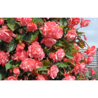 Бегония Sweetspice English Rose