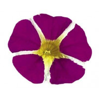 Калибрахоа RAVE MAGENTA ISLAND