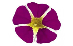 Калибрахоа RAVE MAGENTA ISLAND