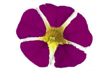 Калибрахоа RAVE MAGENTA ISLAND Калибрахоа RAVE MAGENTA ISLAND