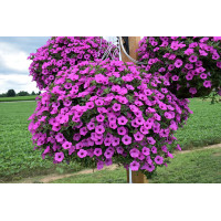 Петуния Vista Jazzberry