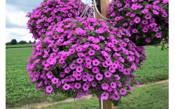 Петуния Vista Jazzberry