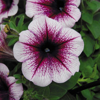 Петуния Famous Violet Dark Eye