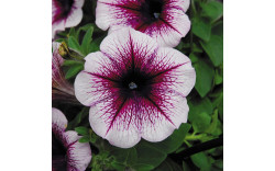 Петуния Famous Violet Dark Eye