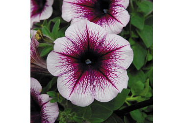 Петуния Famous Violet Dark Eye