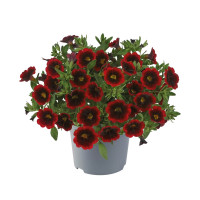 Калибрахоа Cabaret Special Red Velvet Калибрахоа Cabaret Special Red Velvet