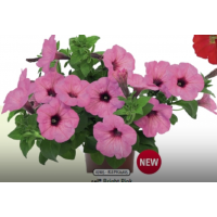 Петуния Spice Pearls Bright Pink
